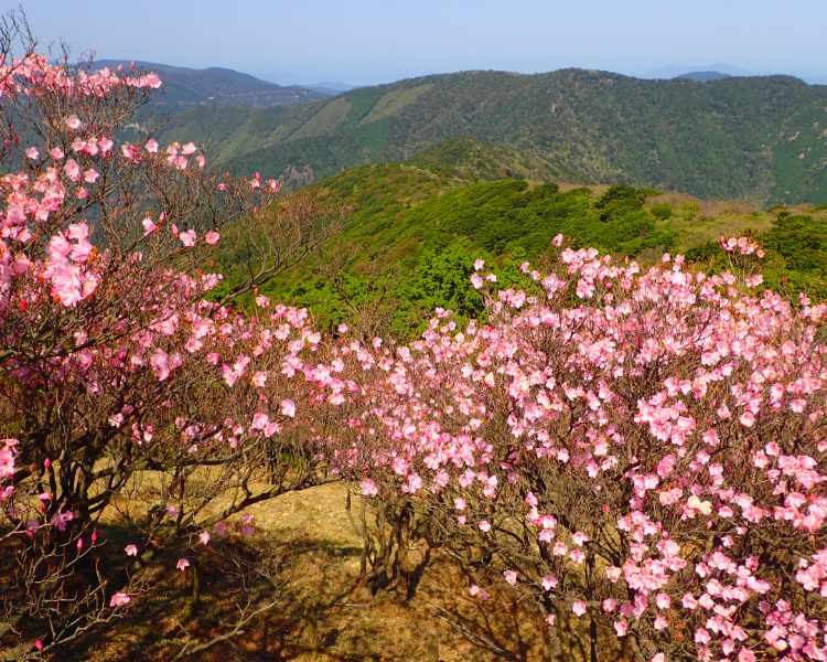 足摺宇和海國立公園（SP表示）