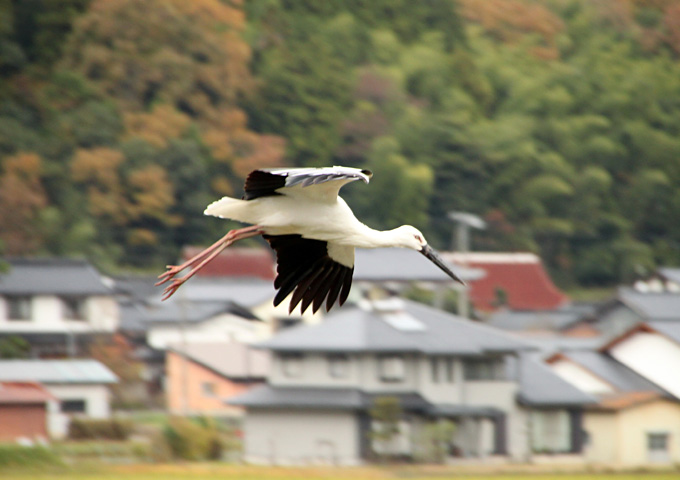 【サムネイル】コウノトリ