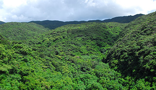 photo of Yambaru Park